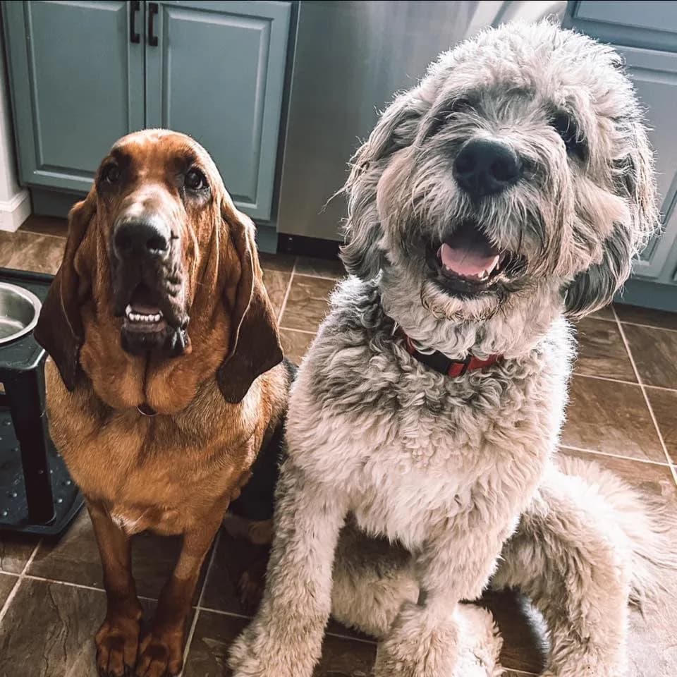Harpo & Tilly